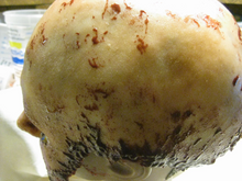 Load image into Gallery viewer, Eric - Silicone Skinned Horror Face Mask